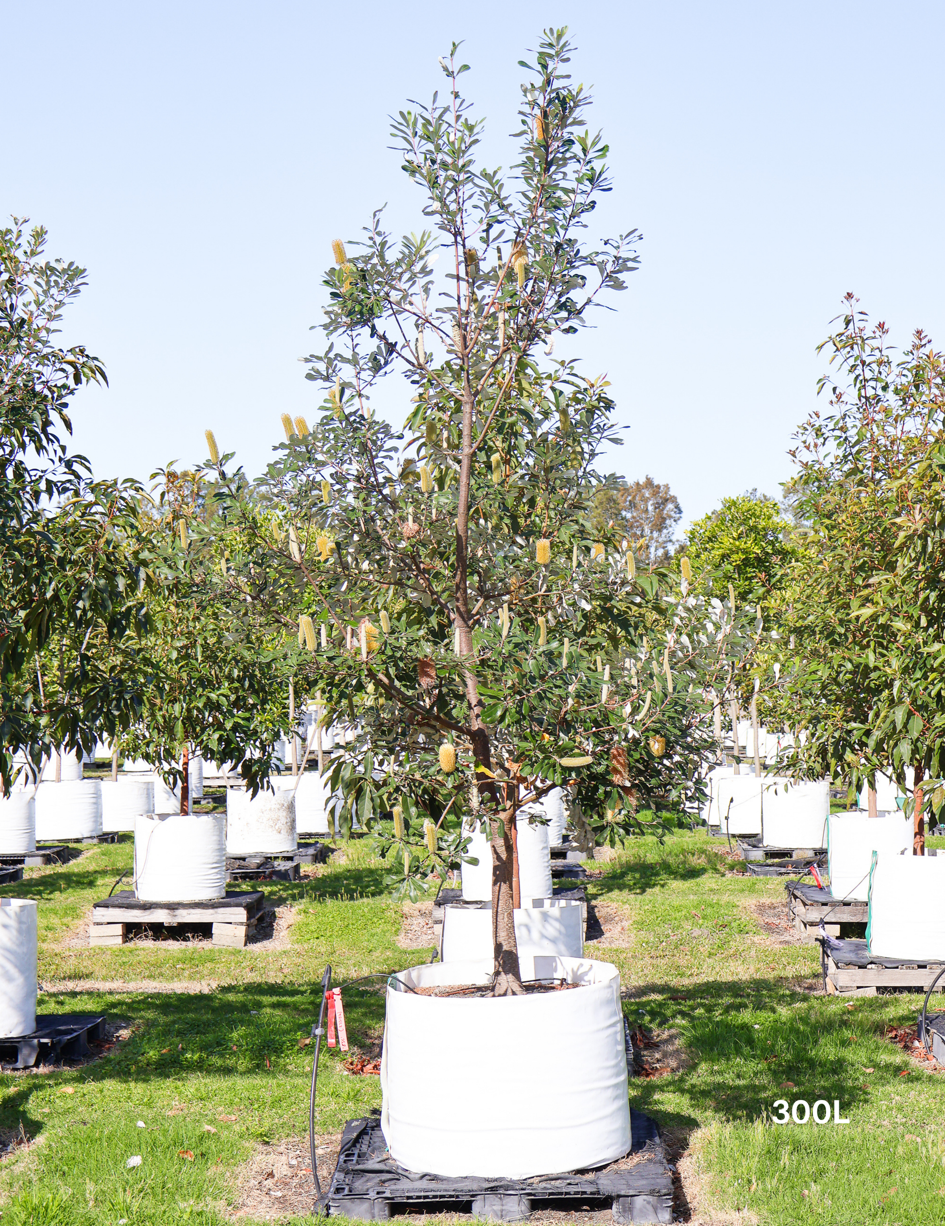 Banksia integrifolia (Coast Banksia) - Evergreen Trees Direct