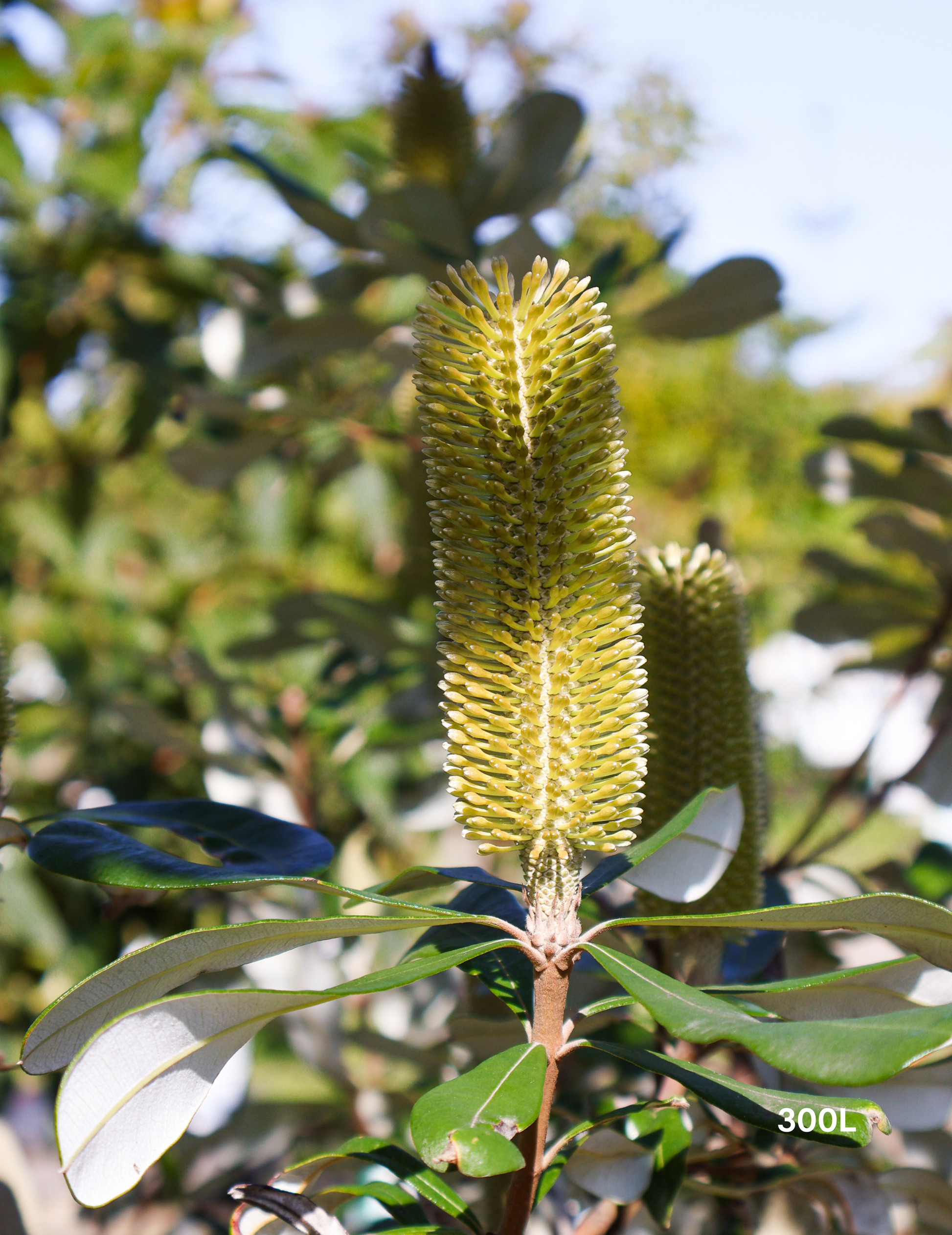 Banksia integrifolia (Coast Banksia) - Evergreen Trees Direct