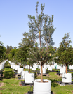 Banksia integrifolia (Coast Banksia) - Evergreen Trees Direct