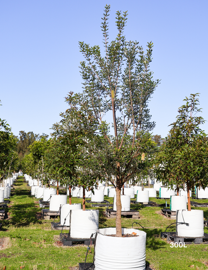 Banksia integrifolia (Coast Banksia) - Evergreen Trees Direct