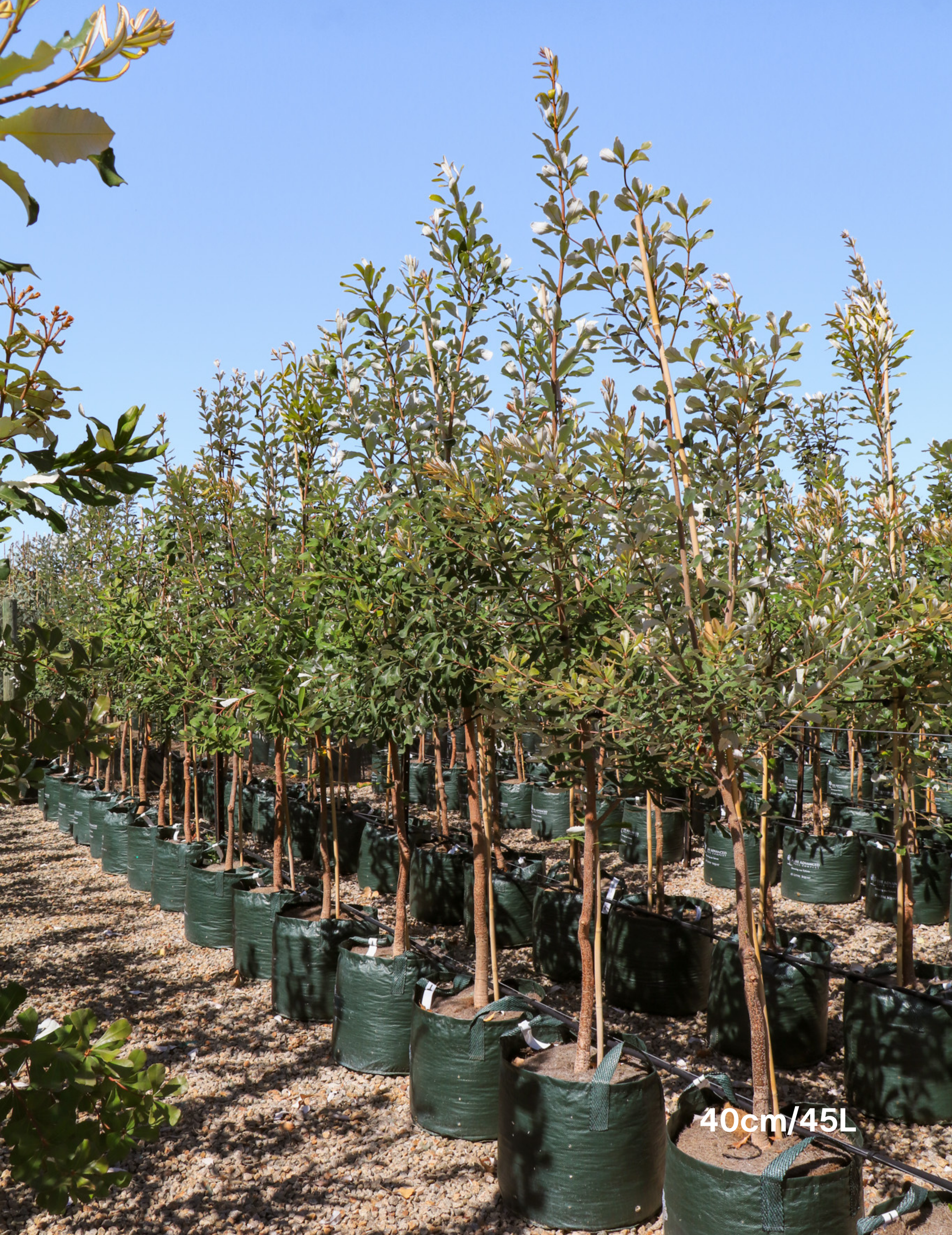 Banksia integrifolia (Coast Banksia) - Evergreen Trees Direct
