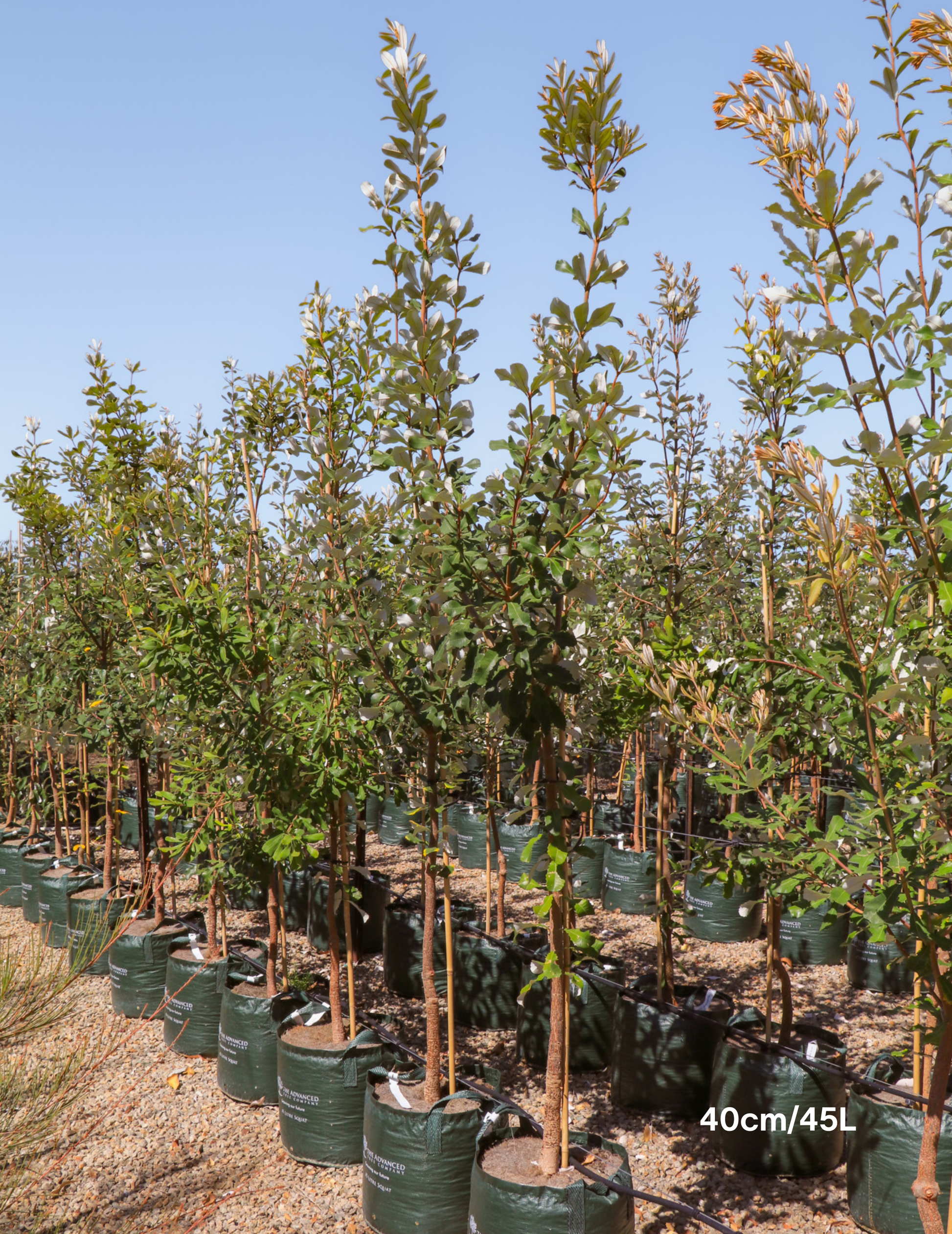Banksia integrifolia (Coast Banksia) - Evergreen Trees Direct