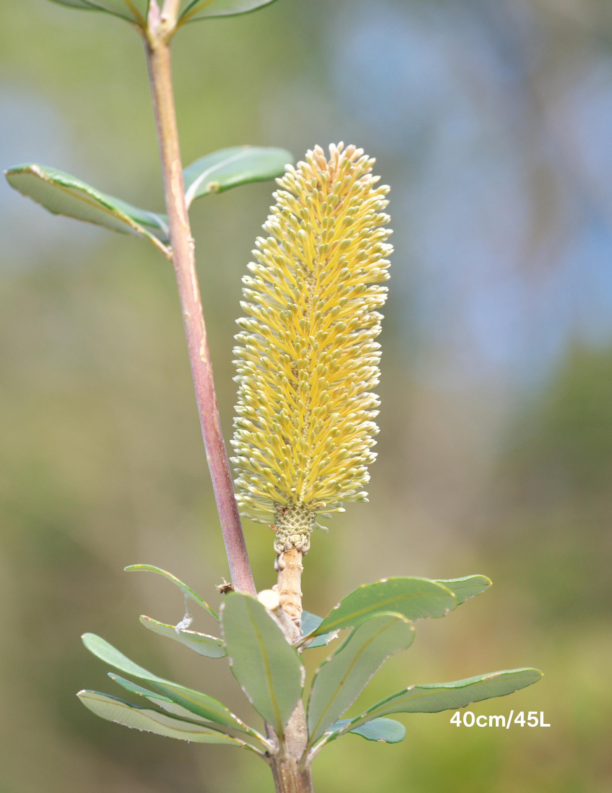 Banksia integrifolia (Coast Banksia) - Evergreen Trees Direct