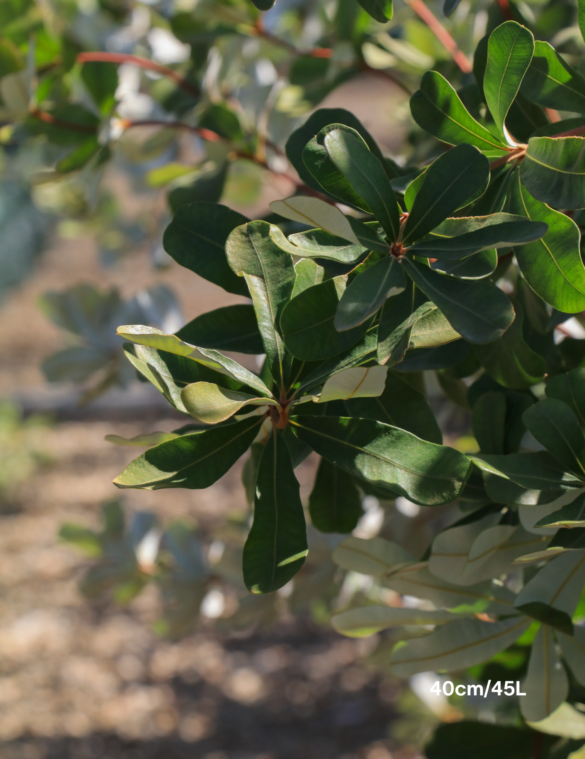 Banksia integrifolia (Coast Banksia) - Evergreen Trees Direct