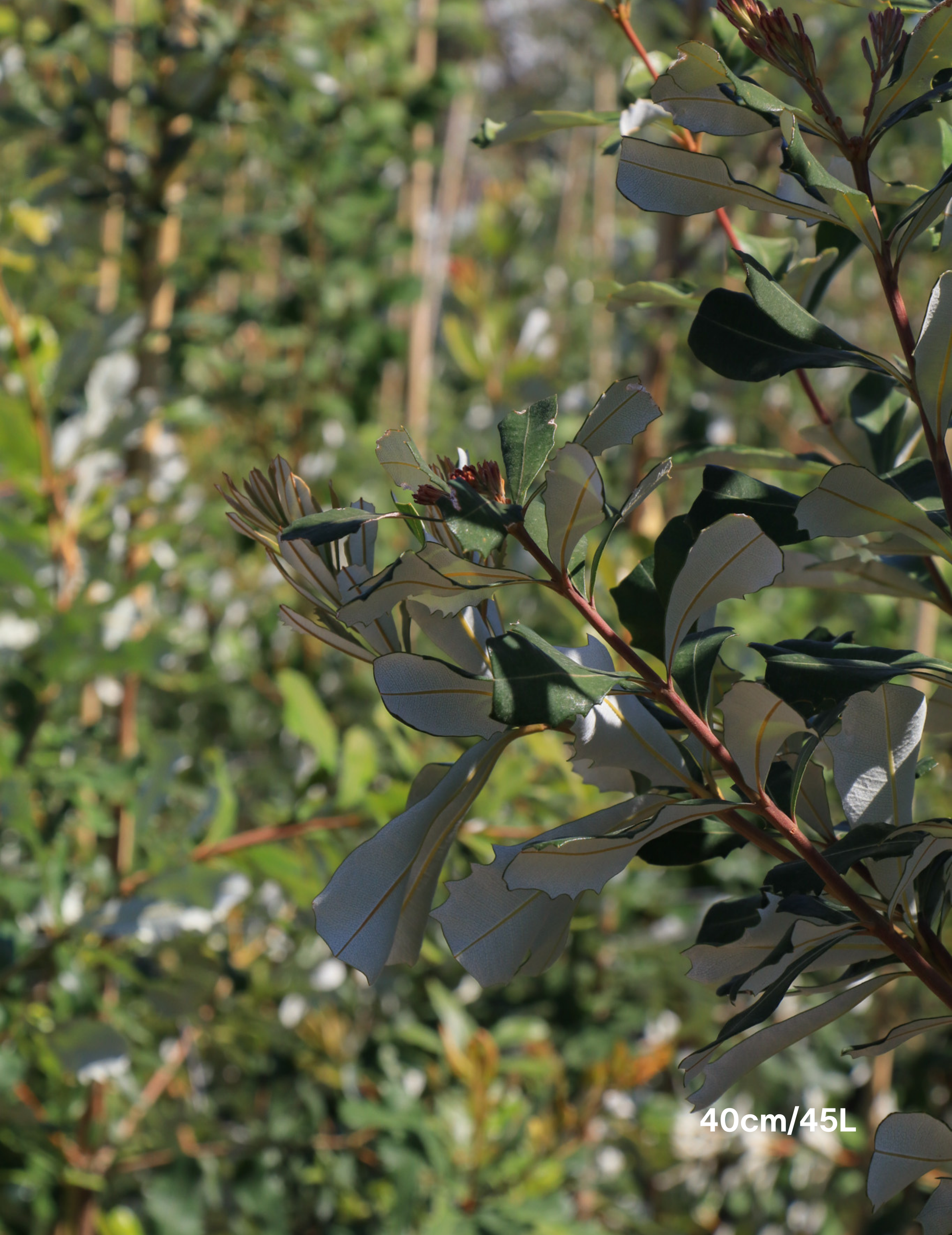 Banksia integrifolia (Coast Banksia) - Evergreen Trees Direct
