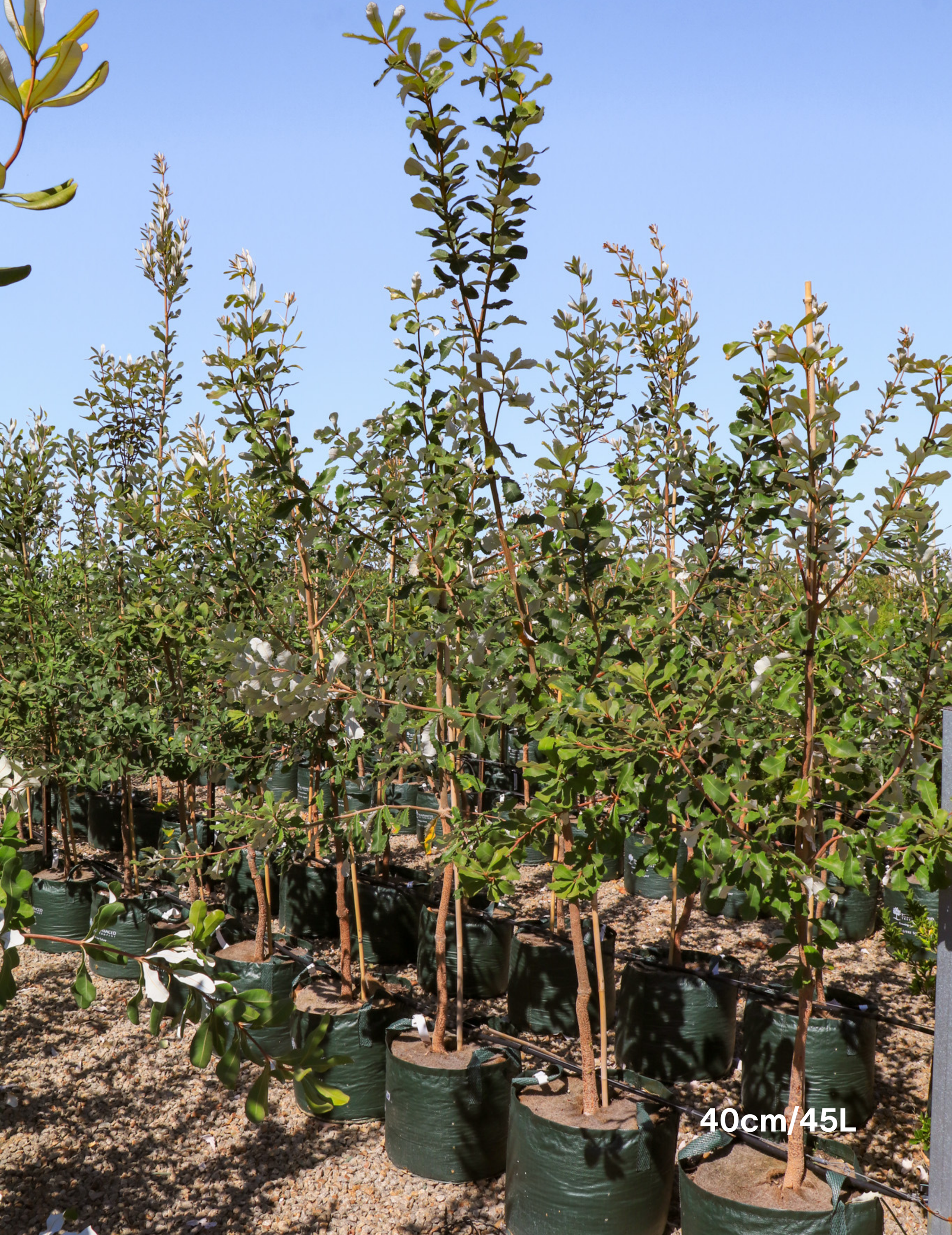 Banksia integrifolia (Coast Banksia) - Evergreen Trees Direct