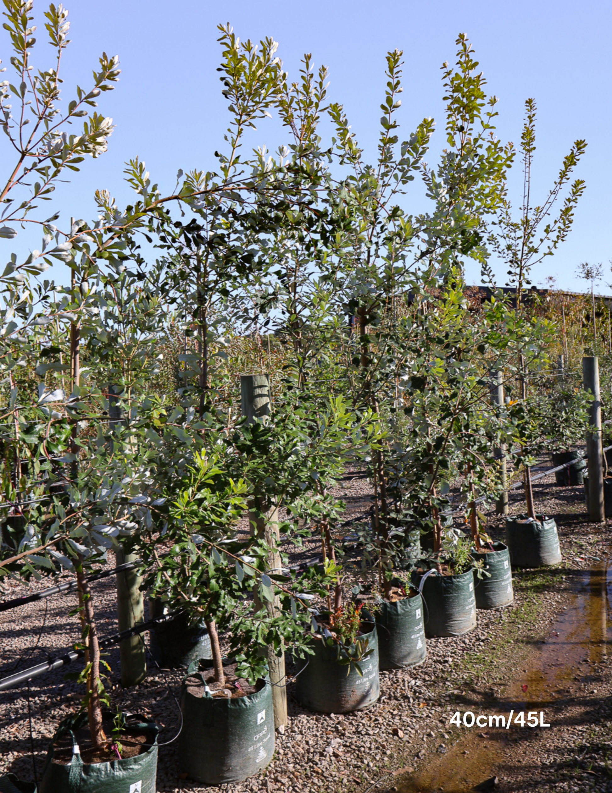 Banksia integrifolia (Coast Banksia) - Evergreen Trees Direct