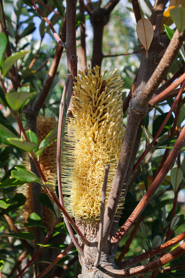 Banksia integrifolia 'Sentinel'
