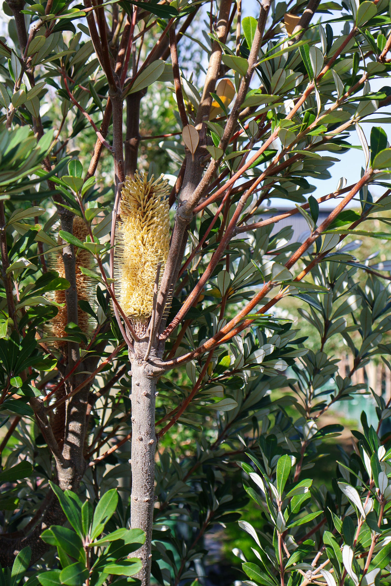 Banksia integrifolia 'Sentinel'