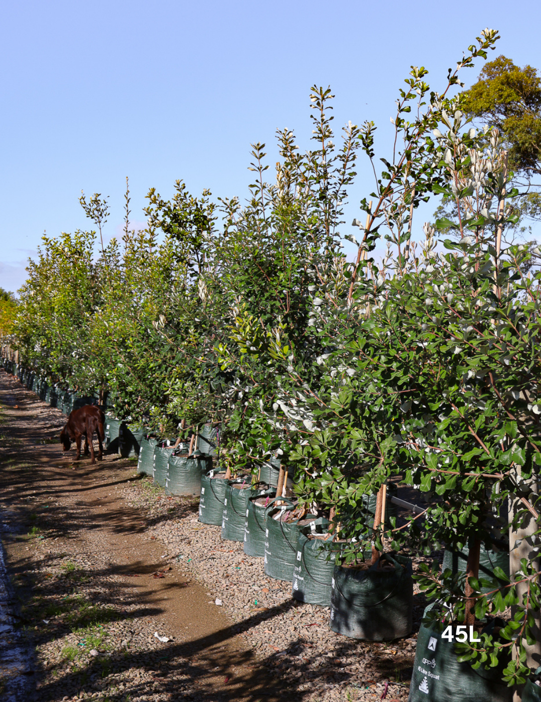 Banksia integrifolia (Coast Banksia) - Evergreen Trees Direct