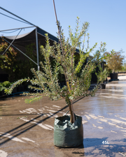 Banksia marginata - Sale - Evergreen Trees Direct
