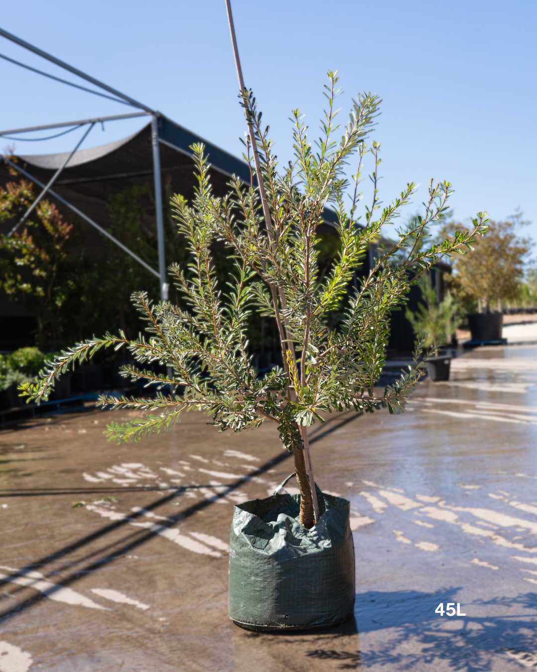 Banksia marginata - Sale - Evergreen Trees Direct