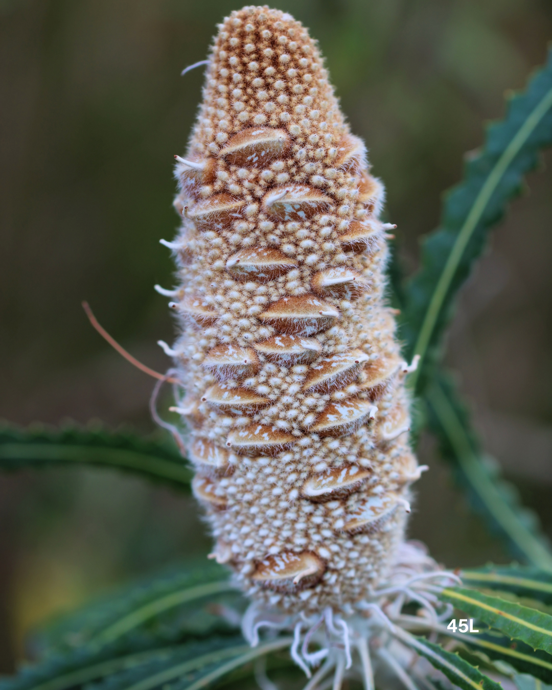 Banksia marginata - Sale - Evergreen Trees Direct