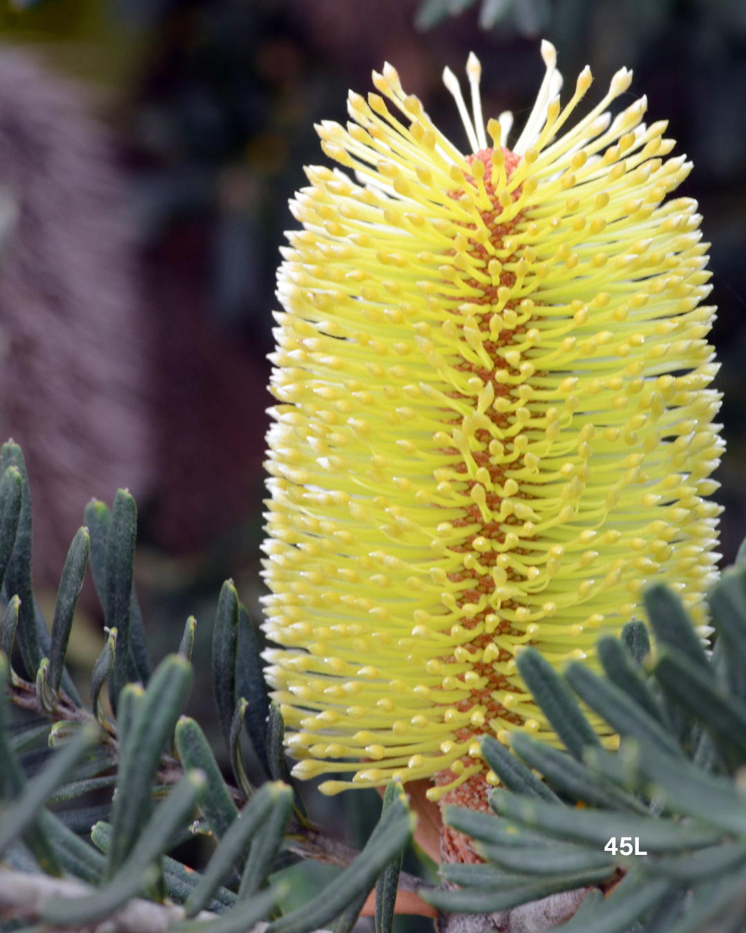 Banksia marginata - Sale - Evergreen Trees Direct