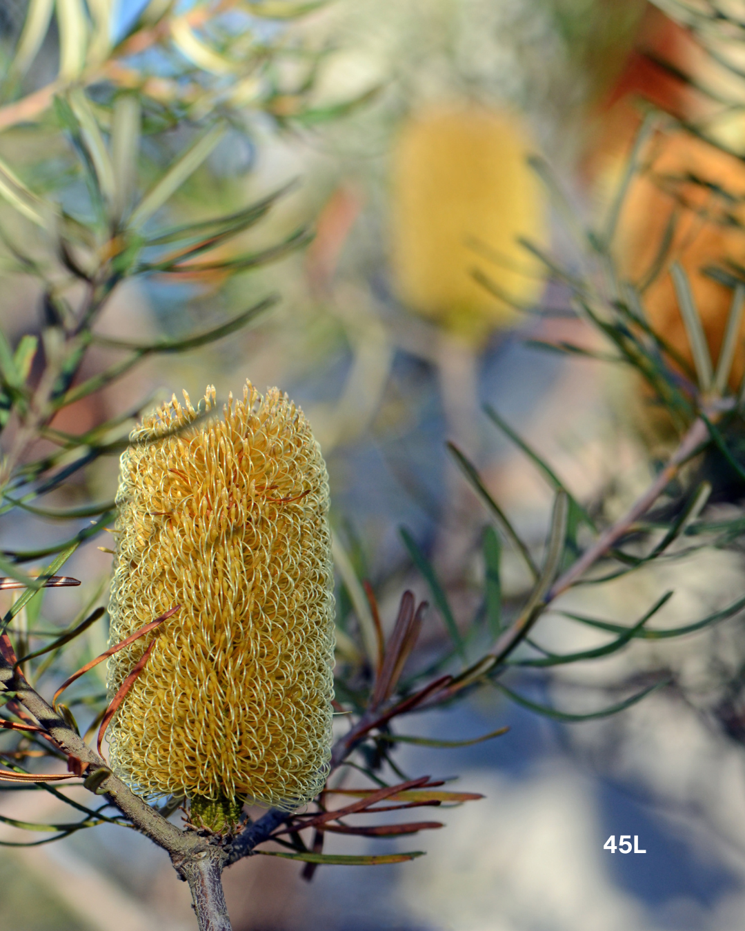 Banksia marginata - Sale - Evergreen Trees Direct