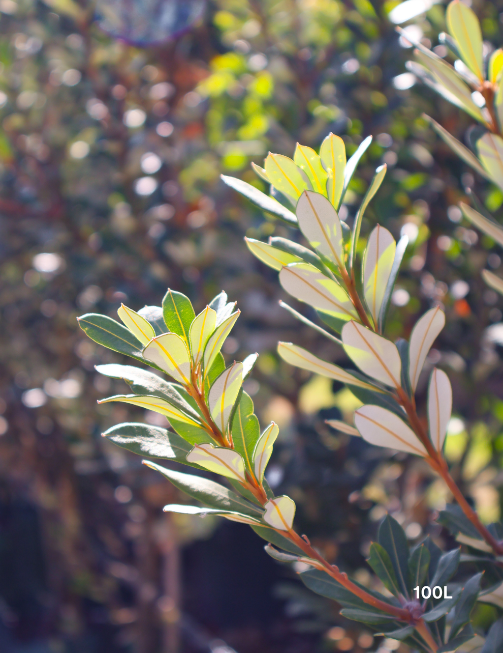 Banksia integrifolia 'Sentinel' - Evergreen Trees Direct