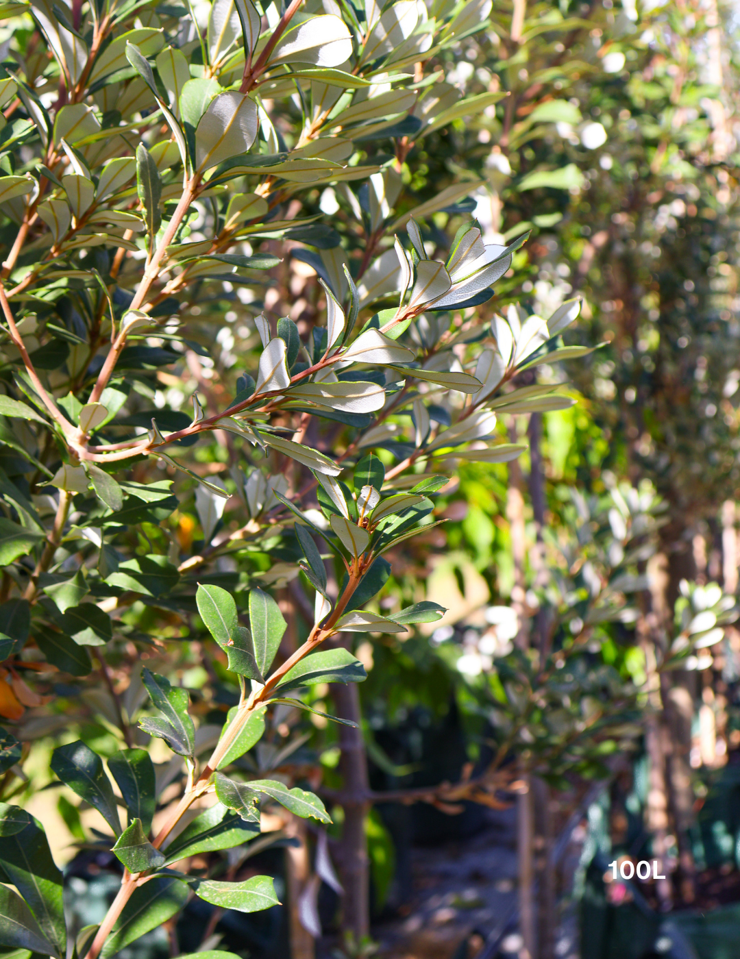 Banksia integrifolia 'Sentinel'