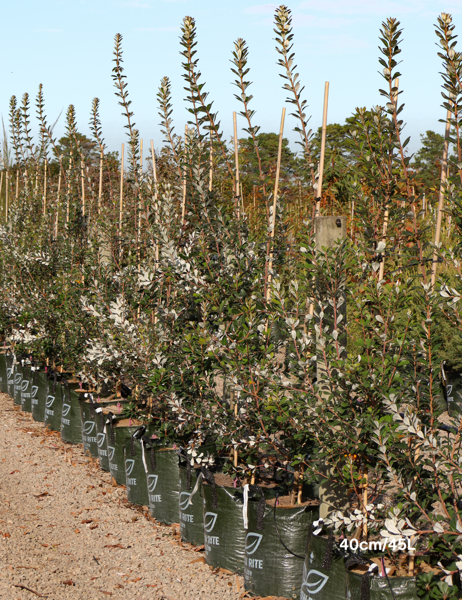 Banksia integrifolia 'Sentinel'