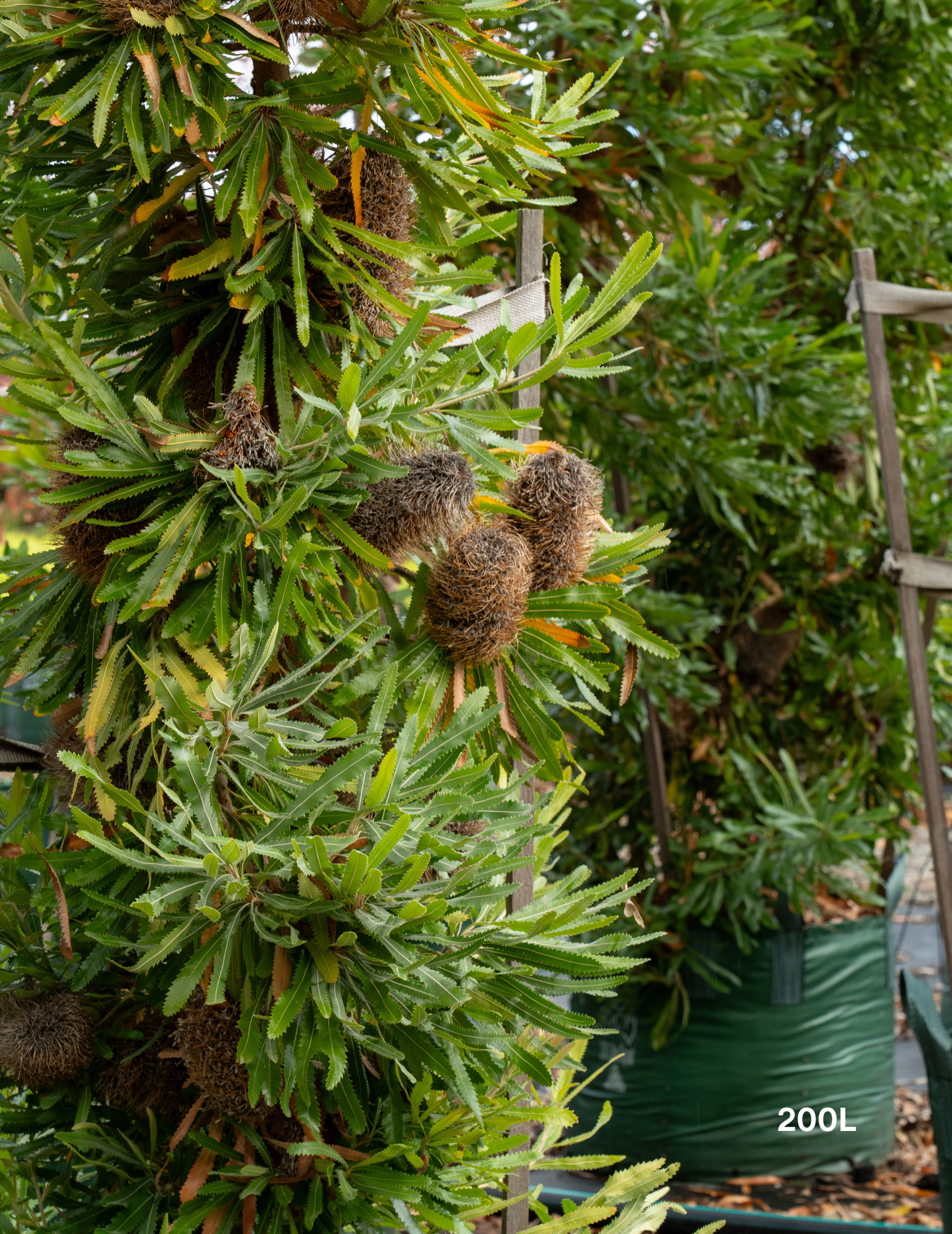 Banksia Serrata