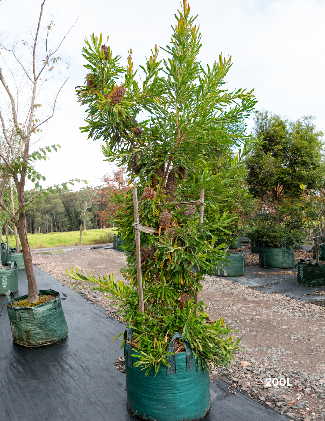 Banksia Serrata