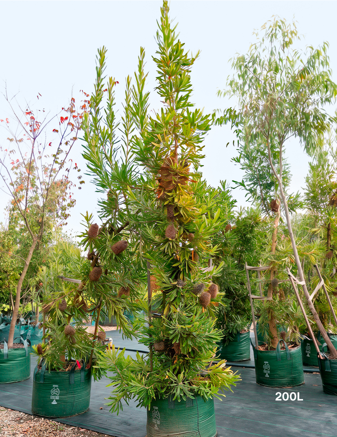 Banksia Serrata