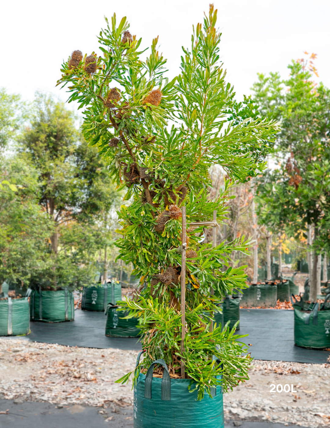 Banksia Serrata