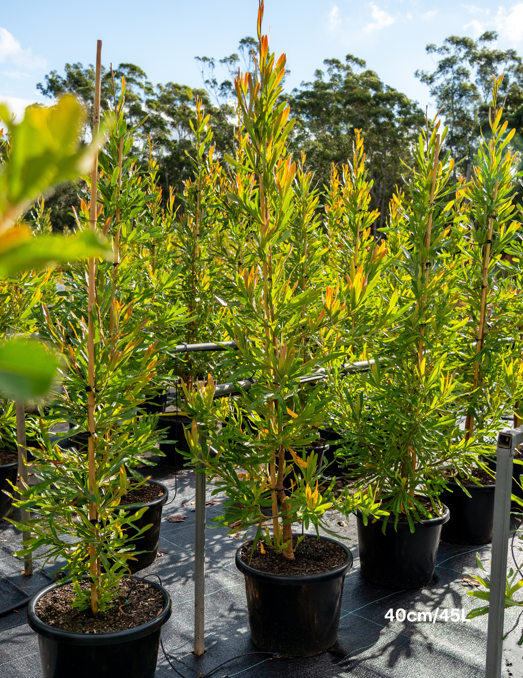 Banksia Serrata
