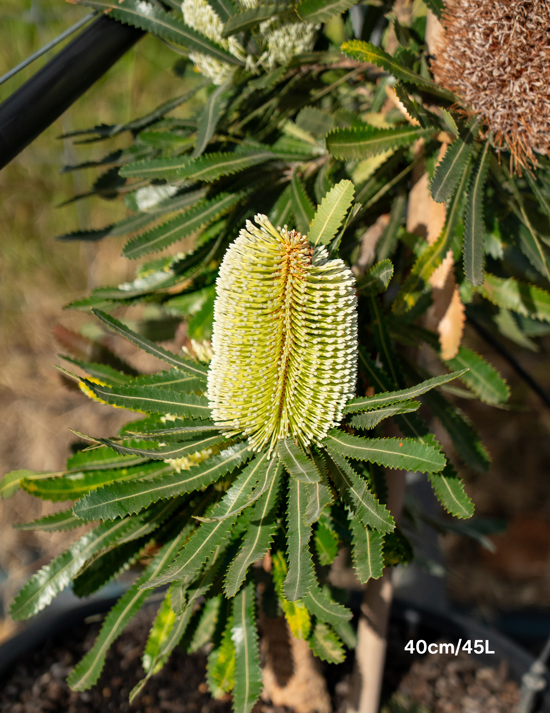 Banksia Serrata