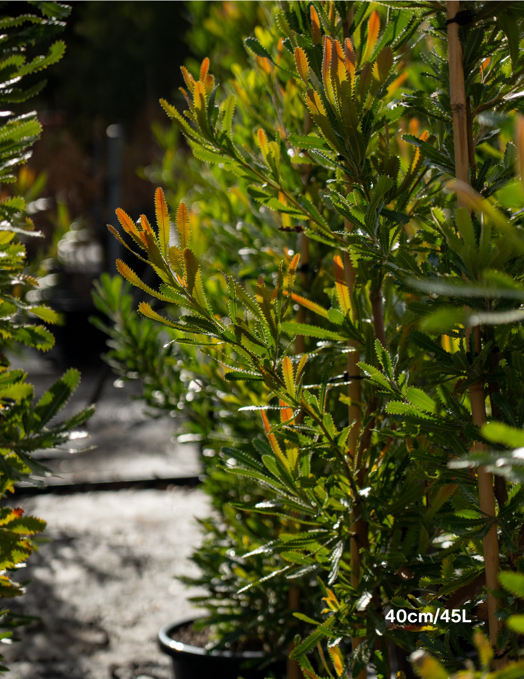 Banksia Serrata