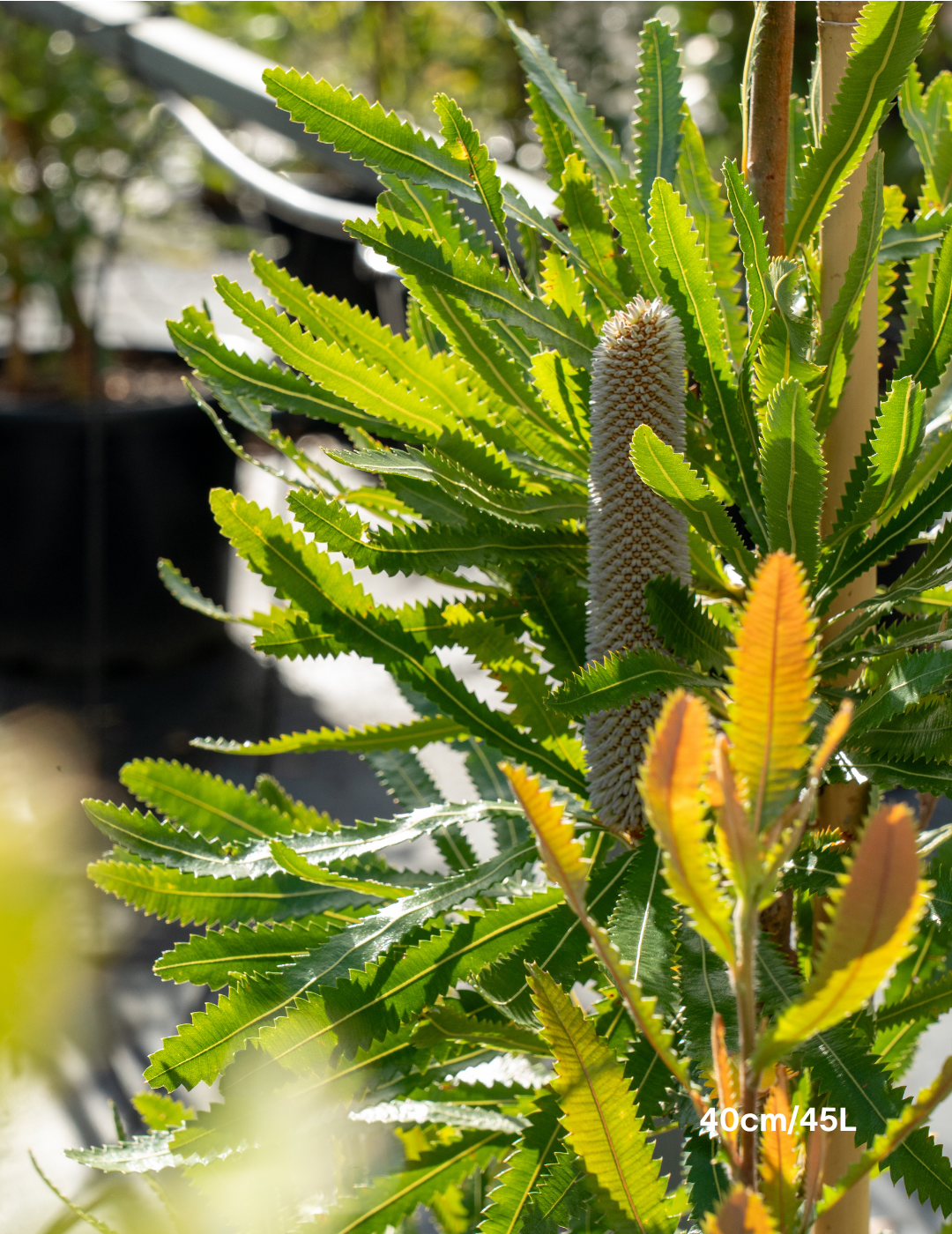Banksia Serrata