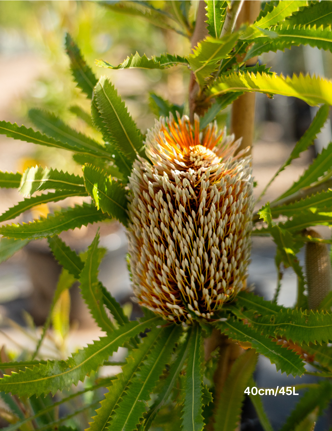 Banksia Serrata