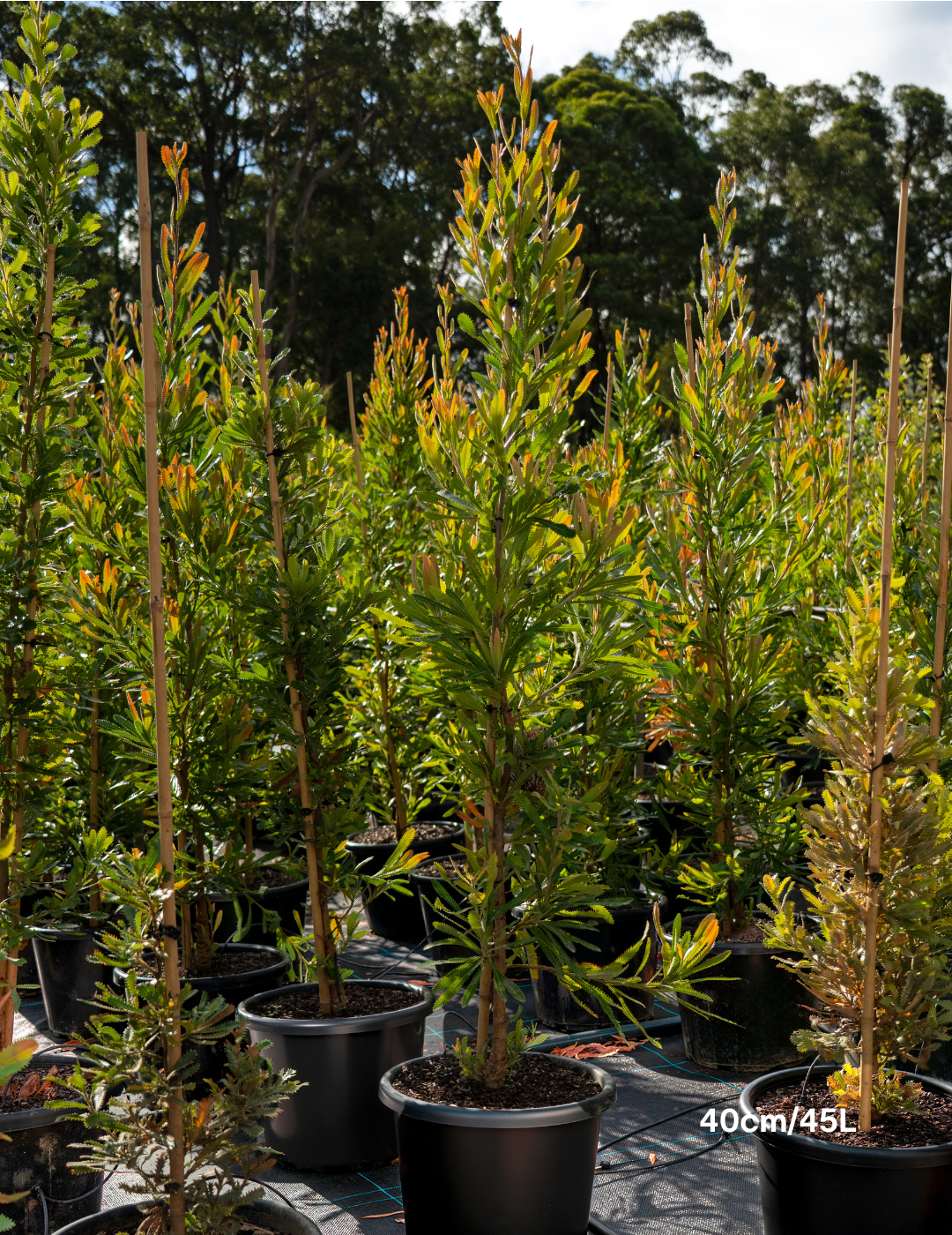 Banksia Serrata