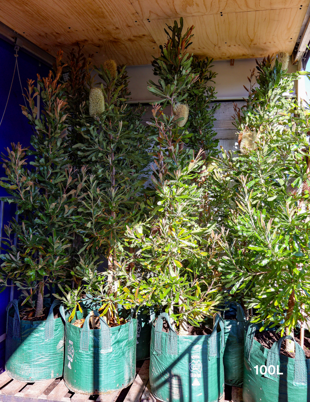 Banksia Serrata - Evergreen Trees Direct