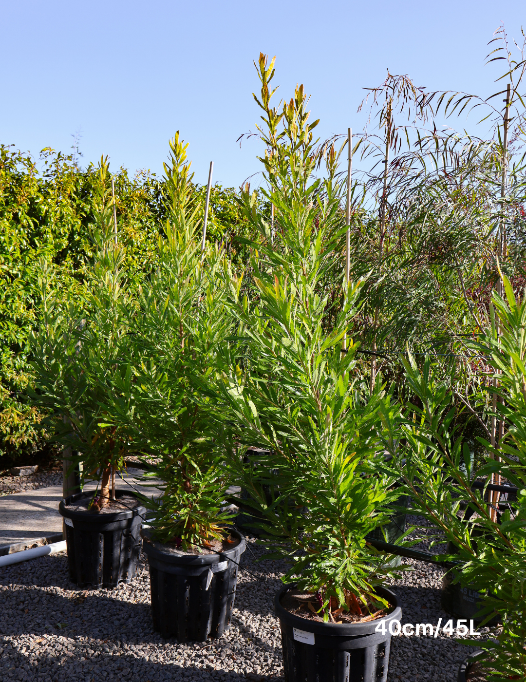 Banksia Serrata - Evergreen Trees Direct