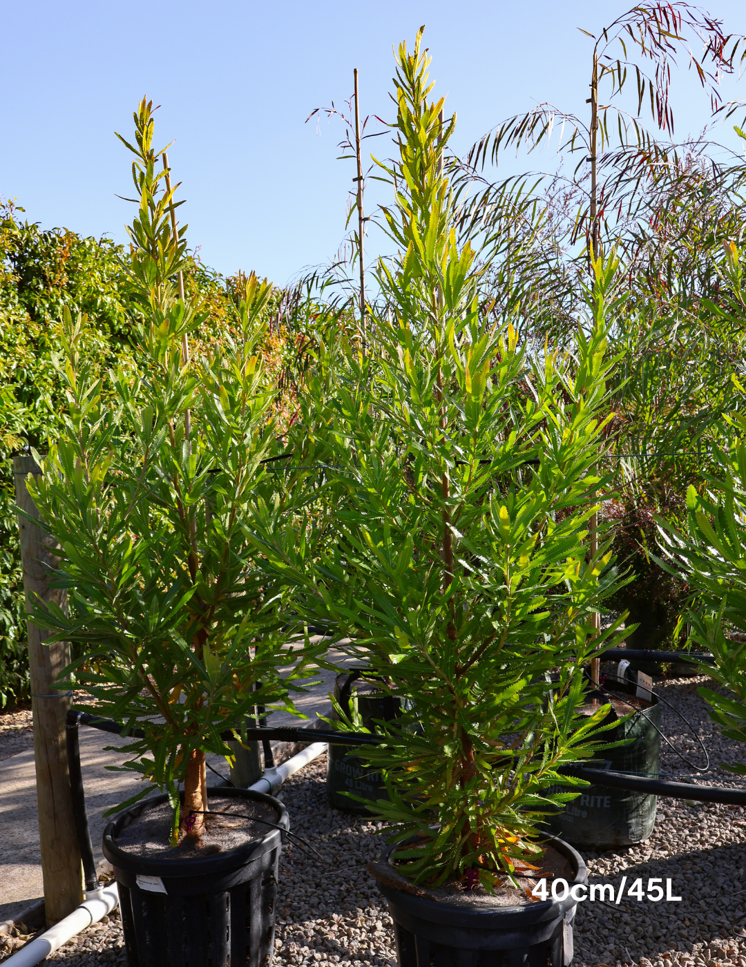 Banksia Serrata - Evergreen Trees Direct