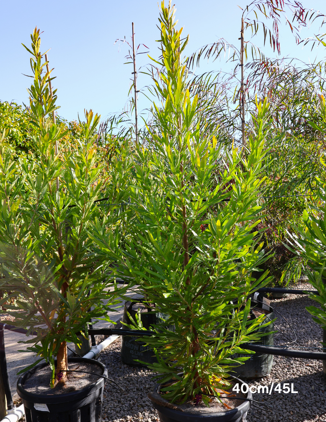 Banksia Serrata - Evergreen Trees Direct