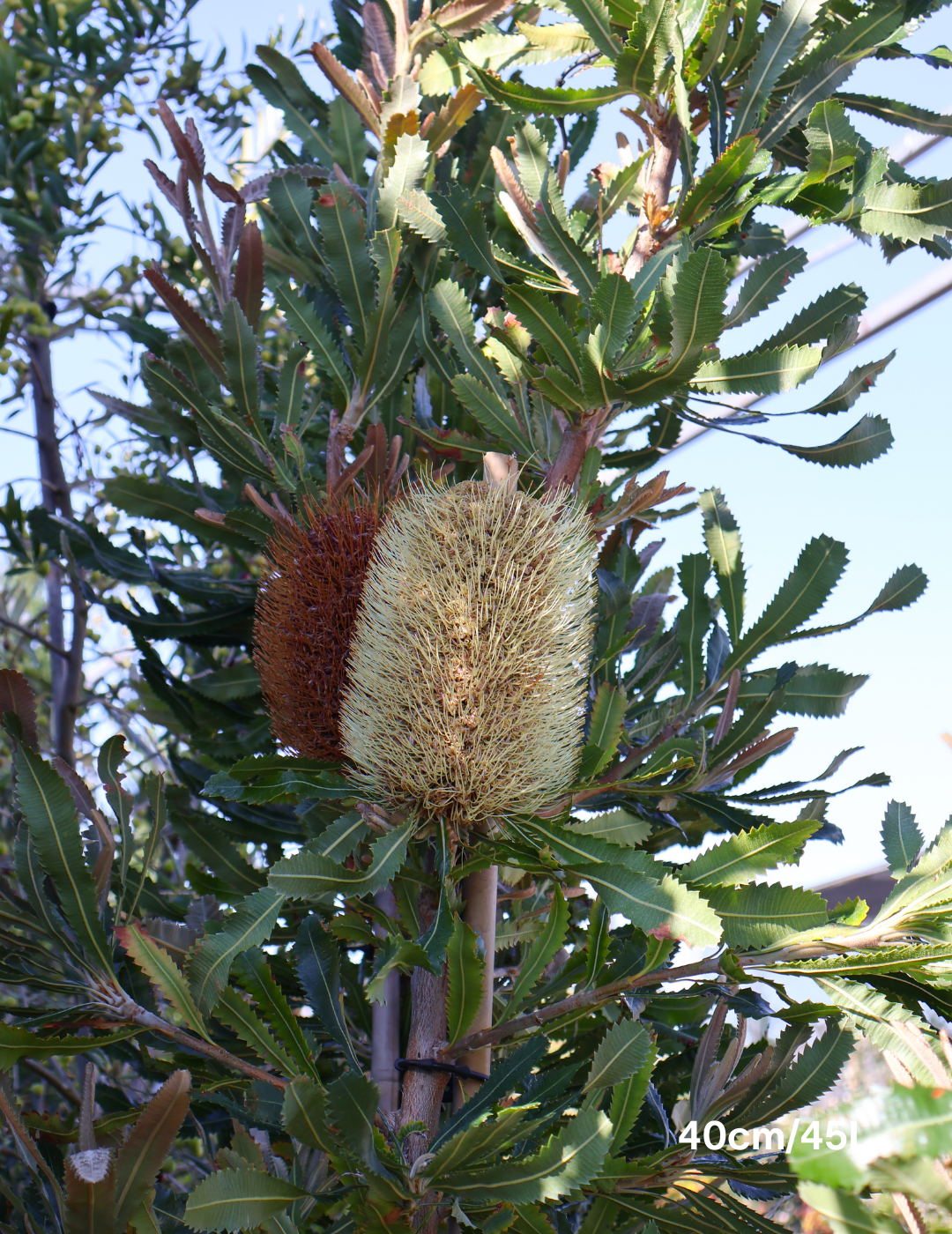 Banksia Serrata - Evergreen Trees Direct