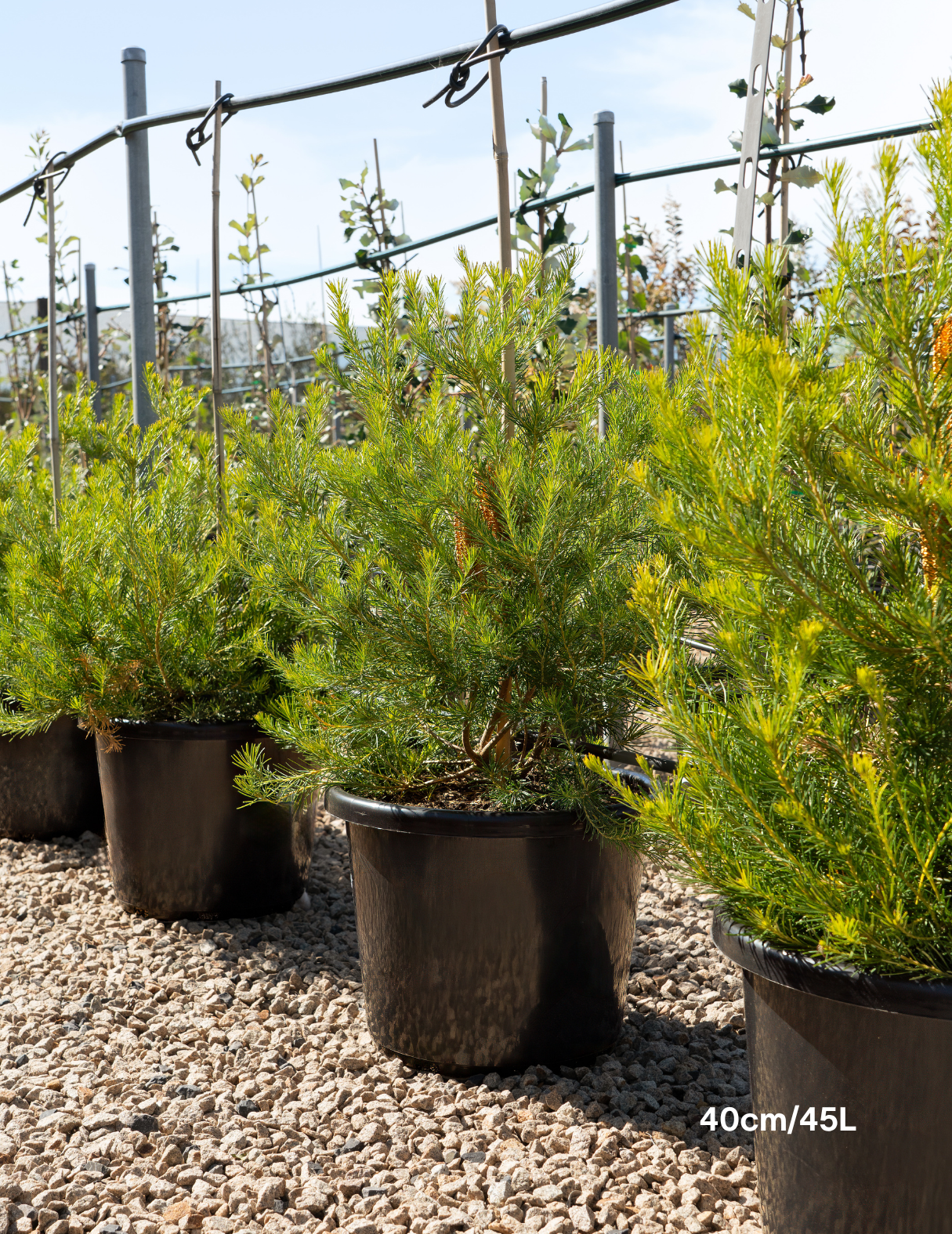 Banksia integrifolia 'Birdsong'