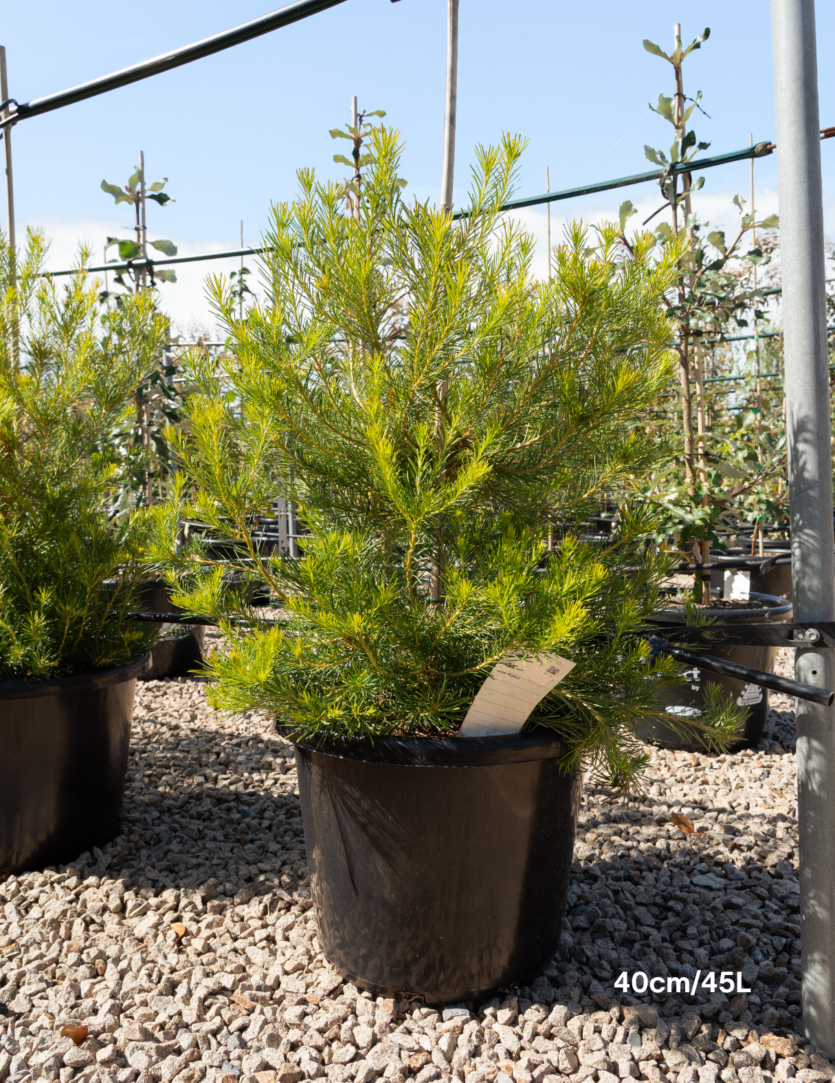 Banksia integrifolia ‘Birdsong’ – Birdsong Banksia