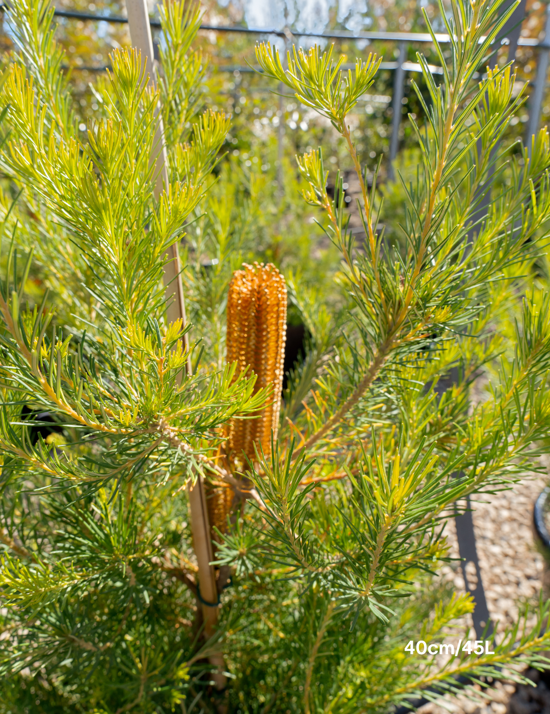 Banksia integrifolia 'Birdsong'