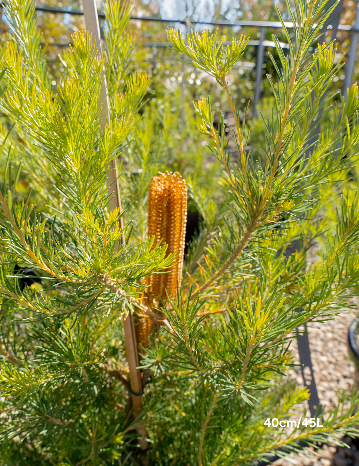 Banksia integrifolia 'Birdsong'