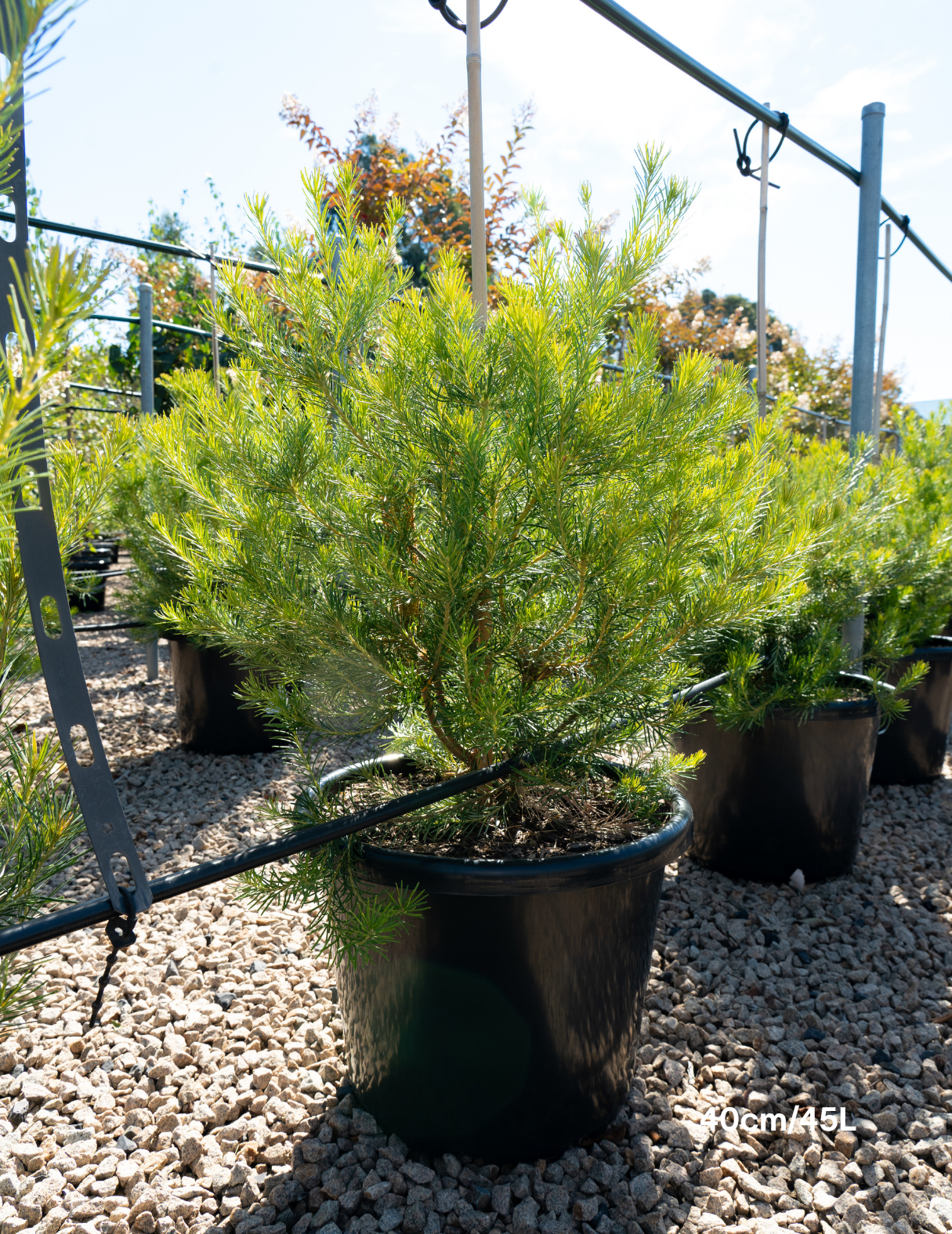 Banksia integrifolia 'Birdsong'