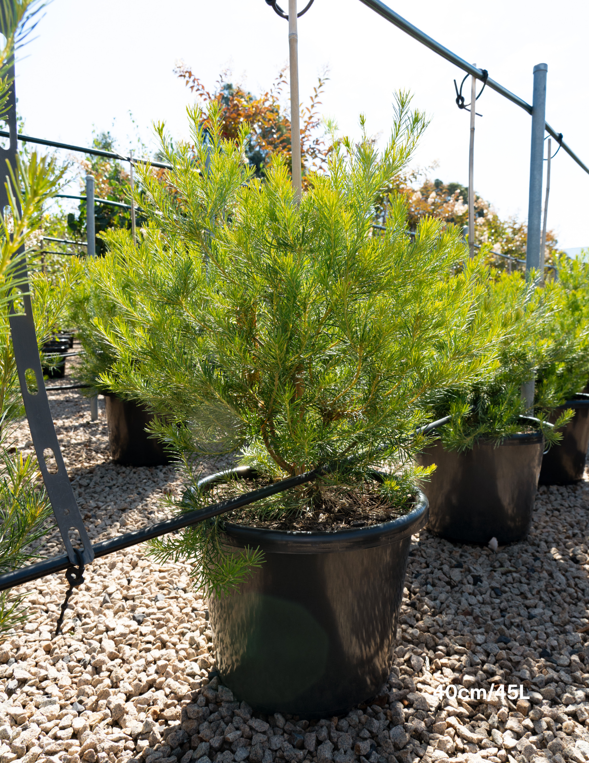 Banksia integrifolia 'Birdsong'