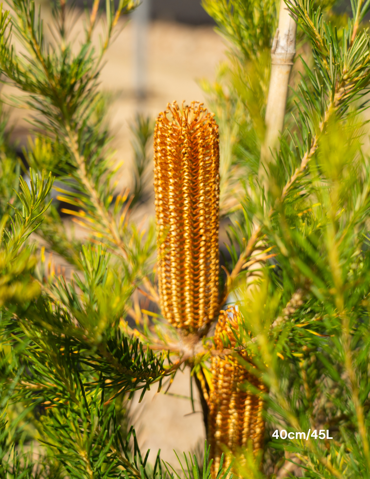 Banksia integrifolia 'Birdsong'