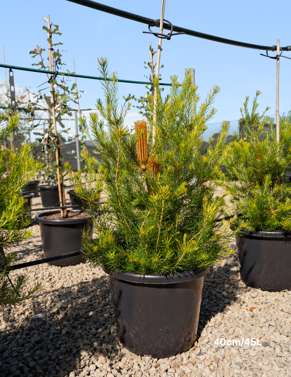 Banksia integrifolia 'Birdsong'