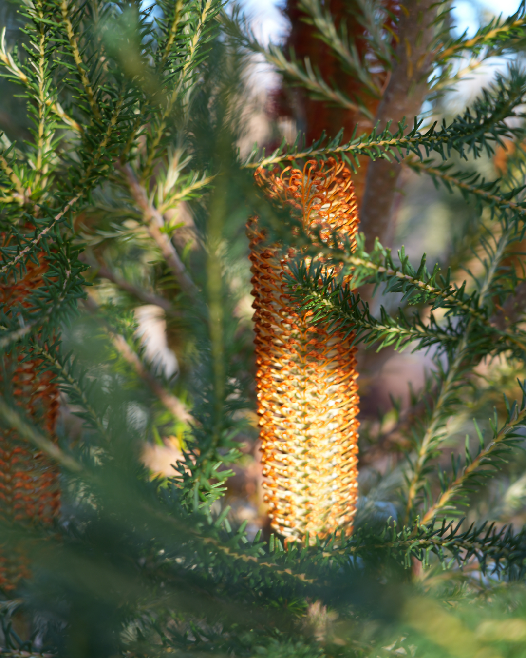 Evergreen Trees Direct