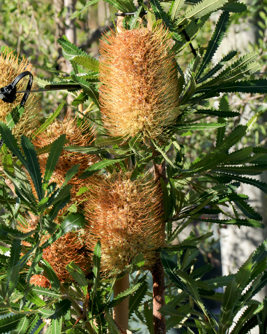 Banksia Serrata