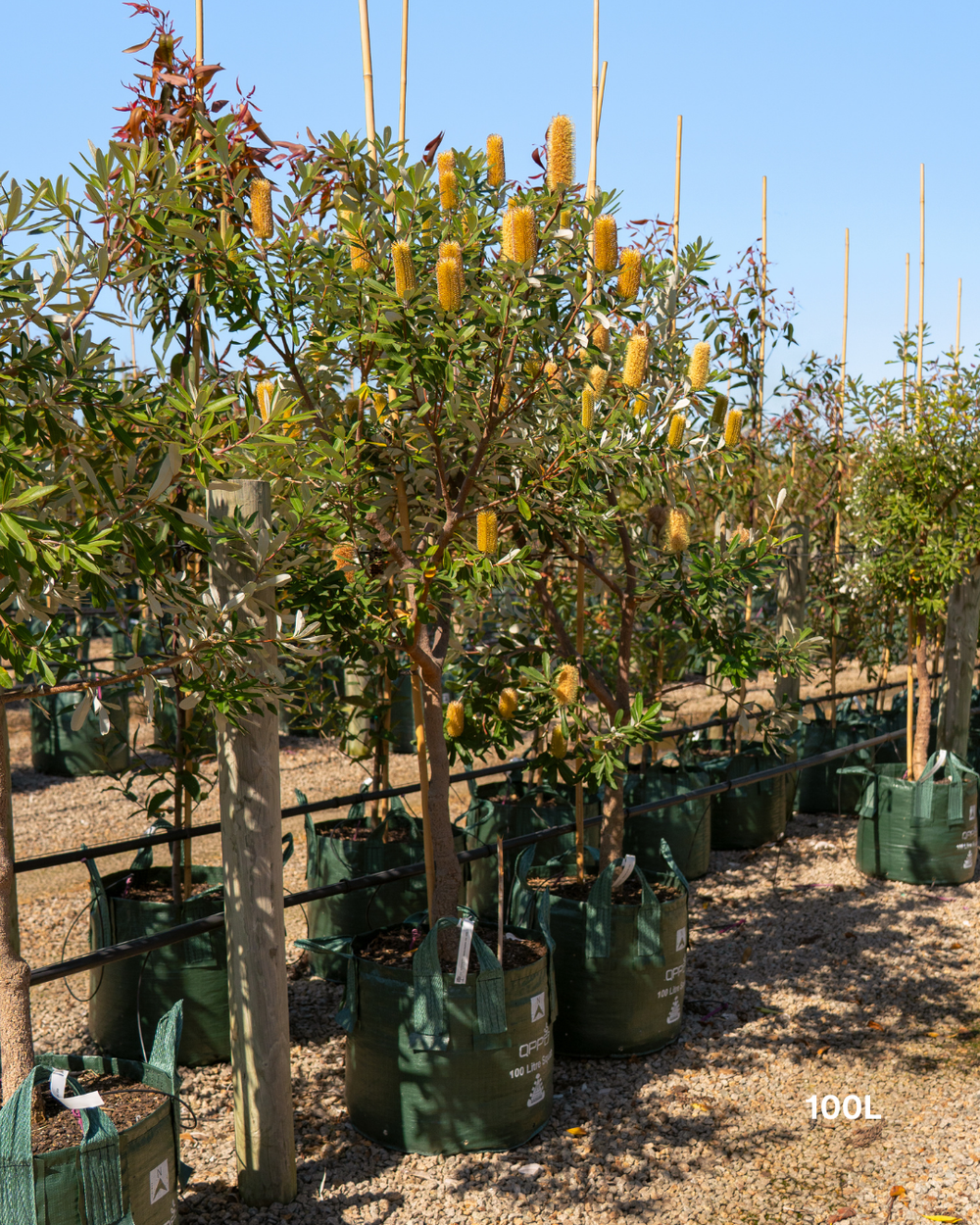 Banksia integrifolia Coast Banksia