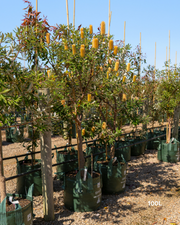Banksia integrifolia Coast Banksia