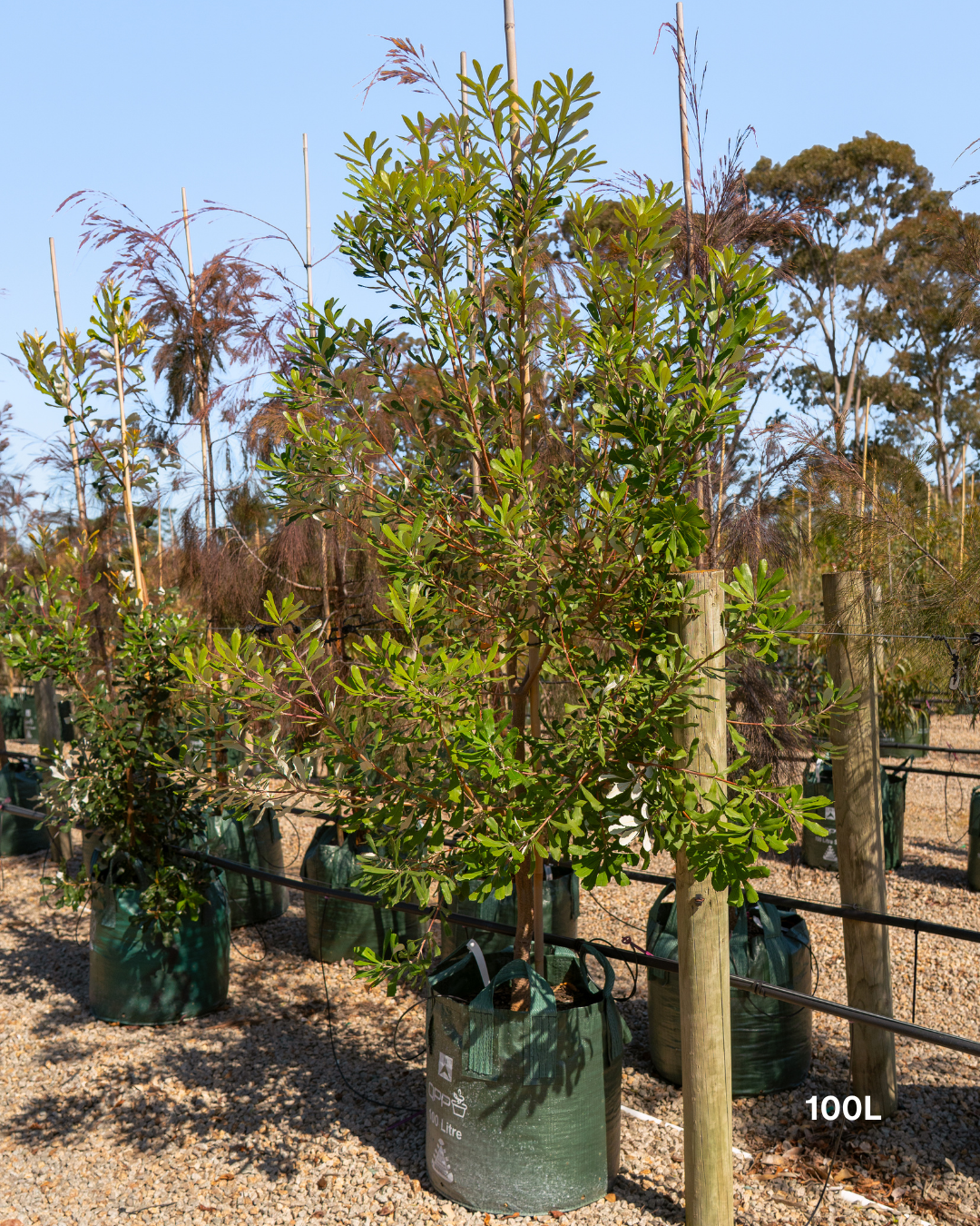 Banksia integrifolia Coast Banksia